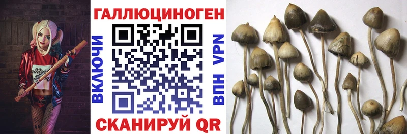 Псилоцибиновые грибы Psilocybe  даркнет сайт  Хотьково 